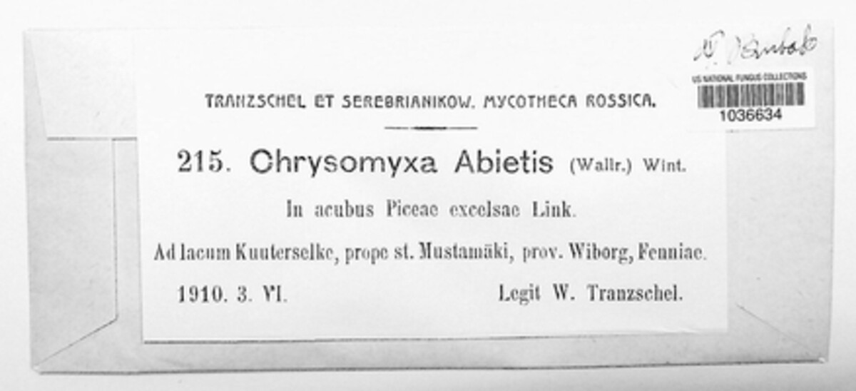 Chrysomyxa abietis image